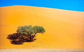 Desertブースター(導入美容液)